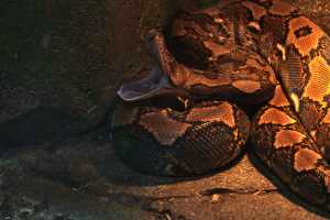SINGAPORE ZOO (247)
